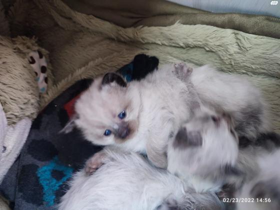 הימלאיה חתול מיוחד במחיר מיוחדגיל: