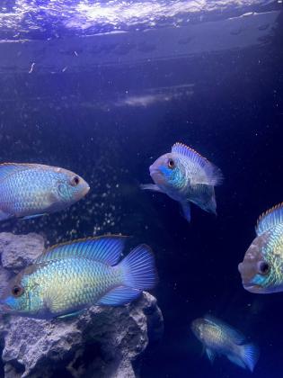 אקרה בלו ניאון 10 סמ