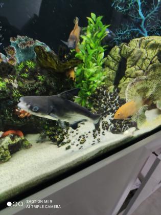 כריש פארון 25 ס"מ גדול ויפה