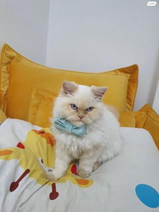 חתול פרסי שירזי, מהמם עדין