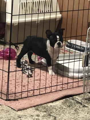 גורים בוסטון טרייר עם תעודות