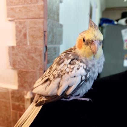 תוכי קוקטייל יפהפה האכלת יד