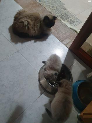 3 חתולים למכירה אמא הימלאיה