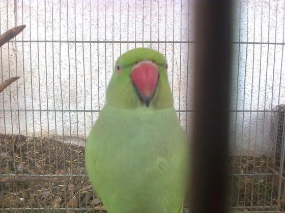 דררה נקבה מהממת, צעירה ופעילה,