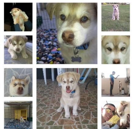 למסירה כלב האסקי סיבירי מושלם