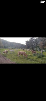 עדר פרות שלםפרות בהריוןפרות עם