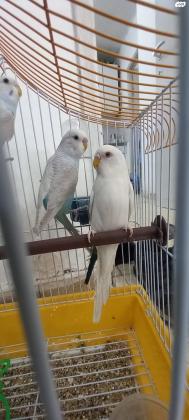 למכירה 10 תוכונים אוסטרלים, זכרים