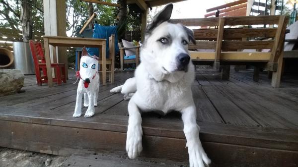 האסקי מעורב עם כלב כנעני