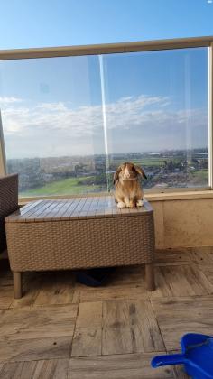 ארנב שמוט אוזניים בן 8