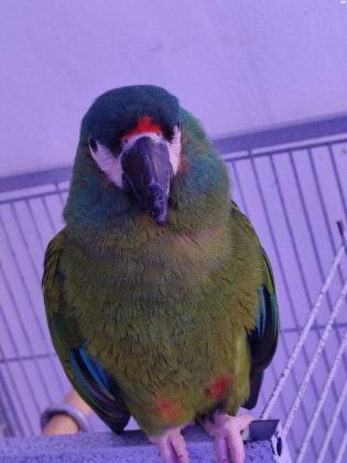 ארה ננסית אכלת יד מאוד