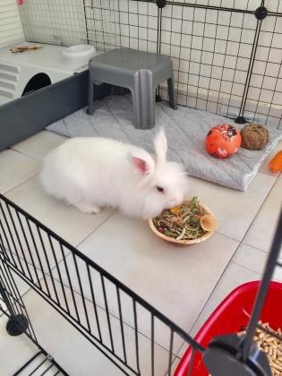 ארנבת אנגורה מהממת ביופיה בת