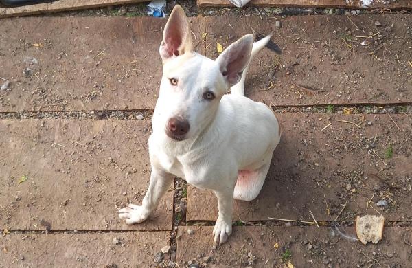 לברדור מעורב האסקי סיבירי, בן