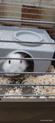 ארנב ננסי ראש אריה,צבע לבן