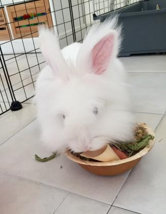 ארנבת אנגורה מהממת ביופיה בת