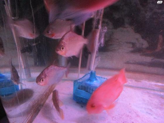 סילבר דולר מהמם ובוגר