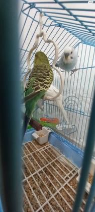 למכירה 10 תוכונים אוסטרלים, זכרים