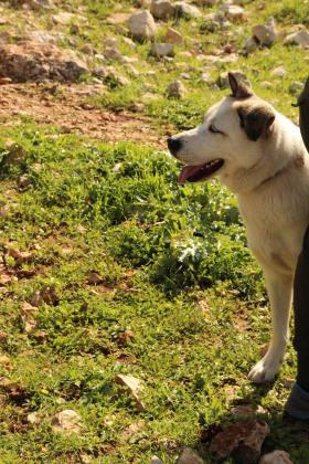 האסקי מעורב עם כלב כנעני