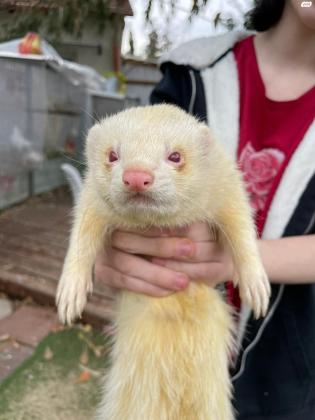 חמוס לבן בן כשנה, מאוד חברותי ומורגל