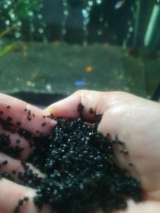 למכירה חצץ שחור לאקווריום 2