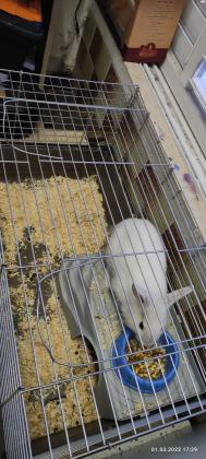 ארנב ננסי ראש אריה,צבע לבן