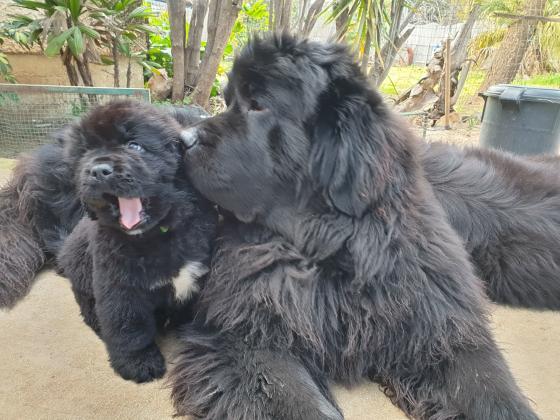 גורי ניופאונדלנד מהממים, עם תעודות