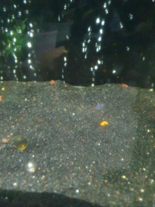 למכירה חצץ שחור לאקווריום 2