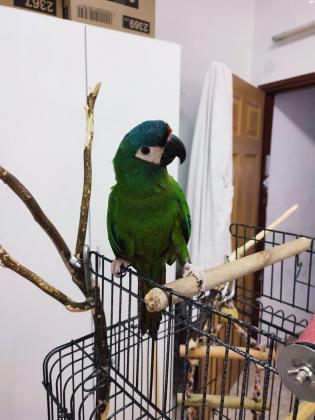 ארה ננסית אכלת יד מאוד