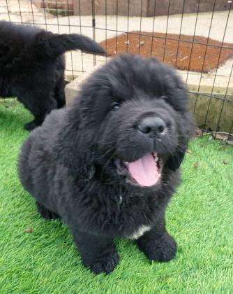 גורי ניופאונדלנד מהממים, עם תעודות