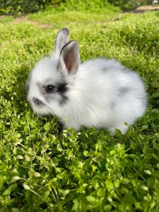 ארנבים מהממים ויפים , אבא ראש אריה