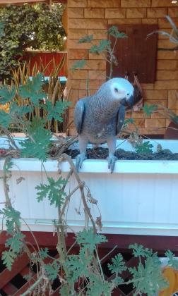 תוכי גאקו אכלת יד מקצועית