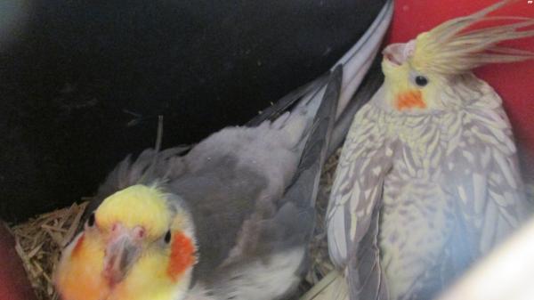 גוזל קוקטייל בן שבועיים להמשך