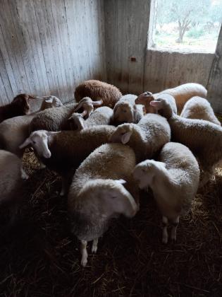 מכלעה ודרובר