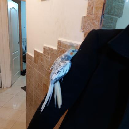 תוכי קוקטייל יפהפה האכלת יד