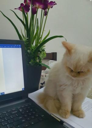 חתול פרסי שירזי, מהמם עדין