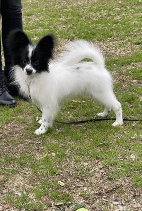 למכירה גור פפיון מדהים ברמה