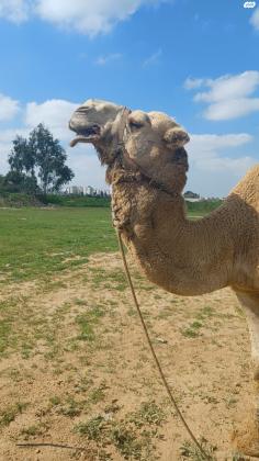 גמל שקט מאולף