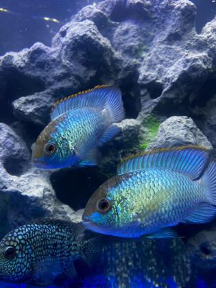 אקרה בלו ניאון 10 סמ