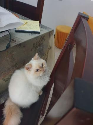 חתול פרסי שירזי, מהמם עדין