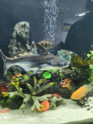 כריש פארון 25 ס"מ גדול ויפה