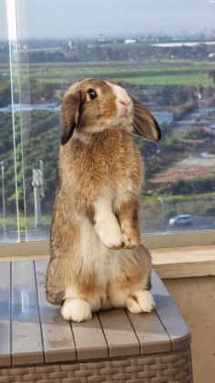 ארנב שמוט אוזניים בן 8