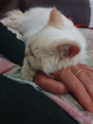 חתול פרסי שירזי, מהמם עדין