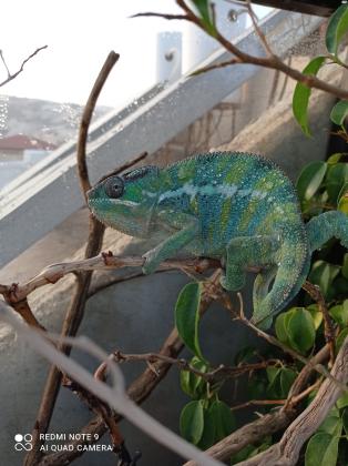 זיקית פנתר ממדגסקר, זן אמבילובה,