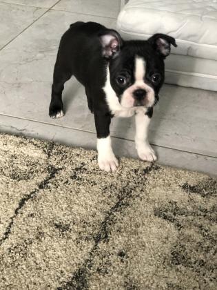 גורים בוסטון טרייר עם תעודות