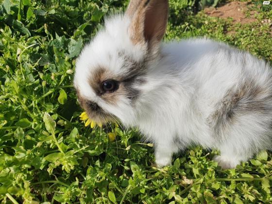 ארנבים מהממים ויפים , אבא ראש אריה