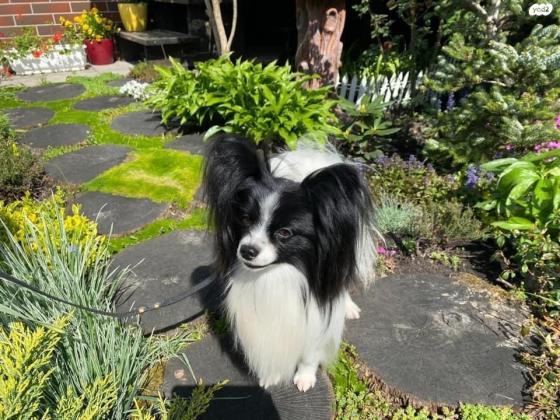 למכירה גור פפיון מדהים ברמה