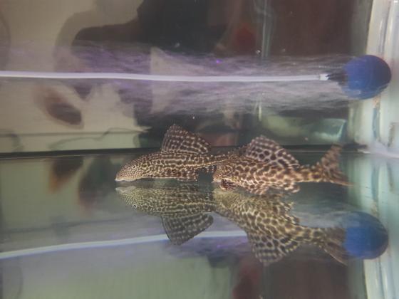 אקווריום גרמני חברת RENA מידות: