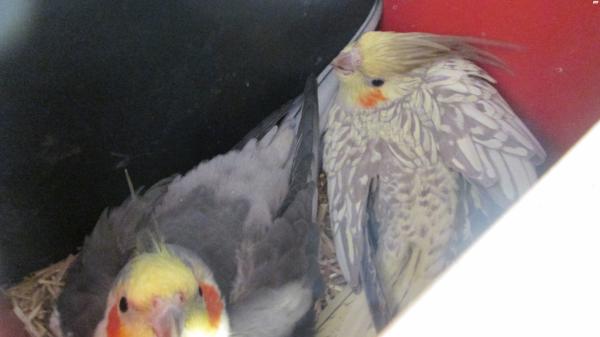 גוזל קוקטייל בן שבועיים להמשך