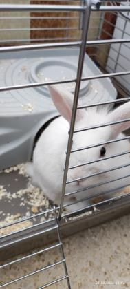 ארנב ננסי ראש אריה,צבע לבן