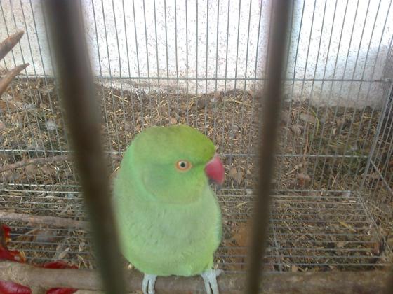 דררה נקבה מהממת, צעירה ופעילה,