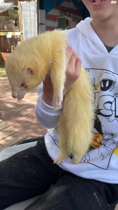 חמוס לבן בן כשנה, מאוד חברותי ומורגל